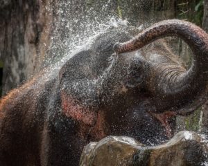 Asiatischer Elefant Zoo Hellabrunn