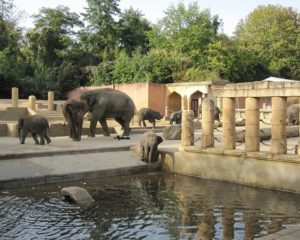 Zoo Hannover Elefanten
