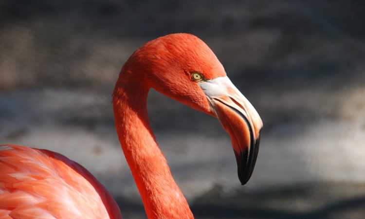 Kuba-Flamingos Krefelder Zoo